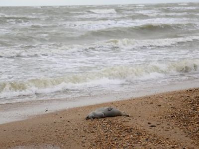 Погибший тюлень. Фото: ТАСС
